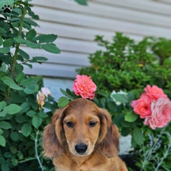 Teddy, Dachshund Puppy